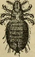 An illustration from Breeding, training, management and diseases of the horse and other domestic animals (1893)