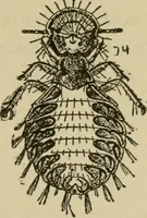 An illustration from Breeding, training, management and diseases of the horse and other domestic animals (1893)