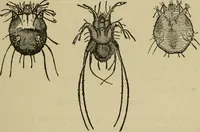 An illustration from Breeding, training, management and diseases of the horse and other domestic animals (1893)