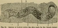 An illustration from Breeding, training, management and diseases of the horse and other domestic animals (1893)