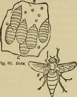 An illustration from Breeding, training, management and diseases of the horse and other domestic animals (1893)