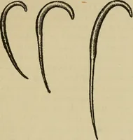 An illustration from Breeding, training, management and diseases of the horse and other domestic animals (1893)