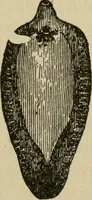 An illustration from Breeding, training, management and diseases of the horse and other domestic animals (1893)