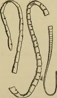An illustration from Breeding, training, management and diseases of the horse and other domestic animals (1893)