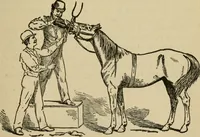 An illustration from Breeding, training, management and diseases of the horse and other domestic animals (1893)