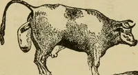 An illustration from Breeding, training, management and diseases of the horse and other domestic animals (1893)