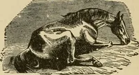 An illustration from Breeding, training, management and diseases of the horse and other domestic animals (1893)