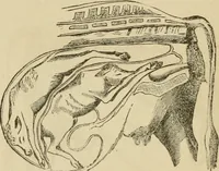 An illustration from Breeding, training, management and diseases of the horse and other domestic animals (1893)