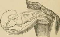 An illustration from Breeding, training, management and diseases of the horse and other domestic animals (1893)