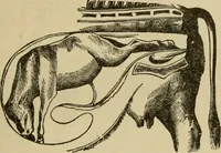 An illustration from Breeding, training, management and diseases of the horse and other domestic animals (1893)