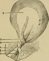 An illustration from Breeding, training, management and diseases of the horse and other domestic animals (1893)