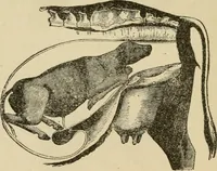 An illustration from Breeding, training, management and diseases of the horse and other domestic animals (1893)