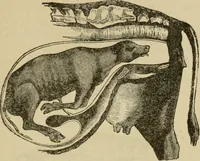 An illustration from Breeding, training, management and diseases of the horse and other domestic animals (1893)