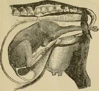 An illustration from Breeding, training, management and diseases of the horse and other domestic animals (1893)