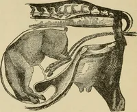 An illustration from Breeding, training, management and diseases of the horse and other domestic animals (1893)