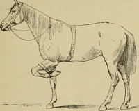 An illustration from Breeding, training, management and diseases of the horse and other domestic animals (1893)