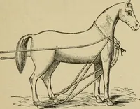 An illustration from Breeding, training, management and diseases of the horse and other domestic animals (1893)