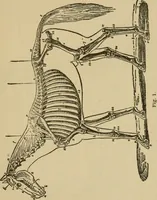 An illustration from Breeding, training, management and diseases of the horse and other domestic animals (1893)