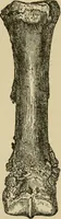 An illustration from Breeding, training, management and diseases of the horse and other domestic animals (1893)