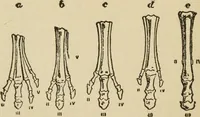 An illustration from Breeding, training, management and diseases of the horse and other domestic animals (1893)
