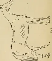 An illustration from Breeding, training, management and diseases of the horse and other domestic animals (1893)