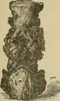 An illustration from Breeding, training, management and diseases of the horse and other domestic animals (1893)