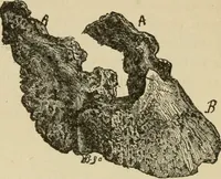 An illustration from Breeding, training, management and diseases of the horse and other domestic animals (1893)