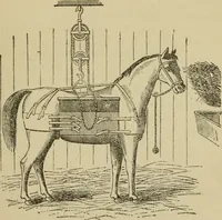 An illustration from Breeding, training, management and diseases of the horse and other domestic animals (1893)