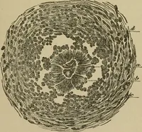 An illustration from Breeding, training, management and diseases of the horse and other domestic animals (1893)