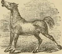 An illustration from Breeding, training, management and diseases of the horse and other domestic animals (1893)