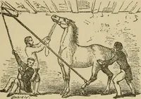 An illustration from Breeding, training, management and diseases of the horse and other domestic animals (1893)