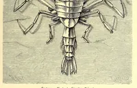 Picture 2 of 14 from Brehms Tierleben : allgemeine Kunde des Tierreichs : mit 1800 Abbildungen im Text, 9 Karten und 180 Tafeln in Farbendruck und Holzschnitt (1890), leaf 109
