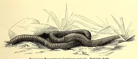 Picture 3 of 14 from Brehms Tierleben : allgemeine Kunde des Tierreichs : mit 1800 Abbildungen im Text, 9 Karten und 180 Tafeln in Farbendruck und Holzschnitt (1890), leaf 155