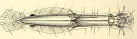 An illustration from Brehms Tierleben : allgemeine Kunde des Tierreichs : mit 1800 Abbildungen im Text, 9 Karten und 180 Tafeln in Farbendruck und Holzschnitt (1890)