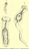 An illustration from Brehms Tierleben : allgemeine Kunde des Tierreichs : mit 1800 Abbildungen im Text, 9 Karten und 180 Tafeln in Farbendruck und Holzschnitt (1890)