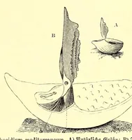 An illustration from Brehms Tierleben : allgemeine Kunde des Tierreichs : mit 1800 Abbildungen im Text, 9 Karten und 180 Tafeln in Farbendruck und Holzschnitt (1890)