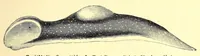 An illustration from Brehms Tierleben : allgemeine Kunde des Tierreichs : mit 1800 Abbildungen im Text, 9 Karten und 180 Tafeln in Farbendruck und Holzschnitt (1890)