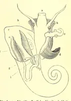 An illustration from Brehms Tierleben : allgemeine Kunde des Tierreichs : mit 1800 Abbildungen im Text, 9 Karten und 180 Tafeln in Farbendruck und Holzschnitt (1890)