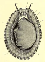 An illustration from Brehms Tierleben : allgemeine Kunde des Tierreichs : mit 1800 Abbildungen im Text, 9 Karten und 180 Tafeln in Farbendruck und Holzschnitt (1890)