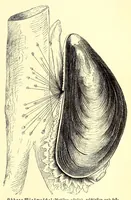 An illustration from Brehms Tierleben : allgemeine Kunde des Tierreichs : mit 1800 Abbildungen im Text, 9 Karten und 180 Tafeln in Farbendruck und Holzschnitt (1890)