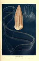 Picture 12 of 14 from Brehms Tierleben : allgemeine Kunde des Tierreichs : mit 1800 Abbildungen im Text, 9 Karten und 180 Tafeln in Farbendruck und Holzschnitt (1890), leaf 613