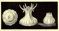 An illustration from Brehms Tierleben : allgemeine Kunde des Tierreichs : mit 1800 Abbildungen im Text, 9 Karten und 180 Tafeln in Farbendruck und Holzschnitt (1890)