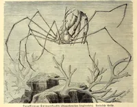 An illustration from Brehms Tierleben : allgemeine Kunde des Tierreichs : mit 1800 Abbildungen im Text, 9 Karten und 180 Tafeln in Farbendruck und Holzschnitt (1890)