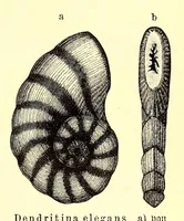 An illustration from Brehms Tierleben : allgemeine Kunde des Tierreichs : mit 1800 Abbildungen im Text, 9 Karten und 180 Tafeln in Farbendruck und Holzschnitt (1890)