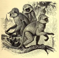 An illustration from Brehms Tierleben : allgemeine Kunde des Tierreichs : mit 1800 Abbildungen im Text, 9 Karten und 180 Tafeln in Farbendruck und Holzschnitt (1890)