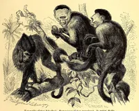 An illustration from Brehms Tierleben : allgemeine Kunde des Tierreichs : mit 1800 Abbildungen im Text, 9 Karten und 180 Tafeln in Farbendruck und Holzschnitt (1890)