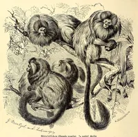 An illustration from Brehms Tierleben : allgemeine Kunde des Tierreichs : mit 1800 Abbildungen im Text, 9 Karten und 180 Tafeln in Farbendruck und Holzschnitt (1890)