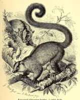 An illustration from Brehms Tierleben : allgemeine Kunde des Tierreichs : mit 1800 Abbildungen im Text, 9 Karten und 180 Tafeln in Farbendruck und Holzschnitt (1890)