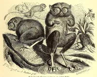 An illustration from Brehms Tierleben : allgemeine Kunde des Tierreichs : mit 1800 Abbildungen im Text, 9 Karten und 180 Tafeln in Farbendruck und Holzschnitt (1890)