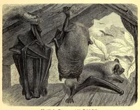 An illustration from Brehms Tierleben : allgemeine Kunde des Tierreichs : mit 1800 Abbildungen im Text, 9 Karten und 180 Tafeln in Farbendruck und Holzschnitt (1890)